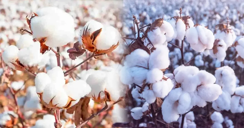 कपास-की-खेती-Cotton-Farming