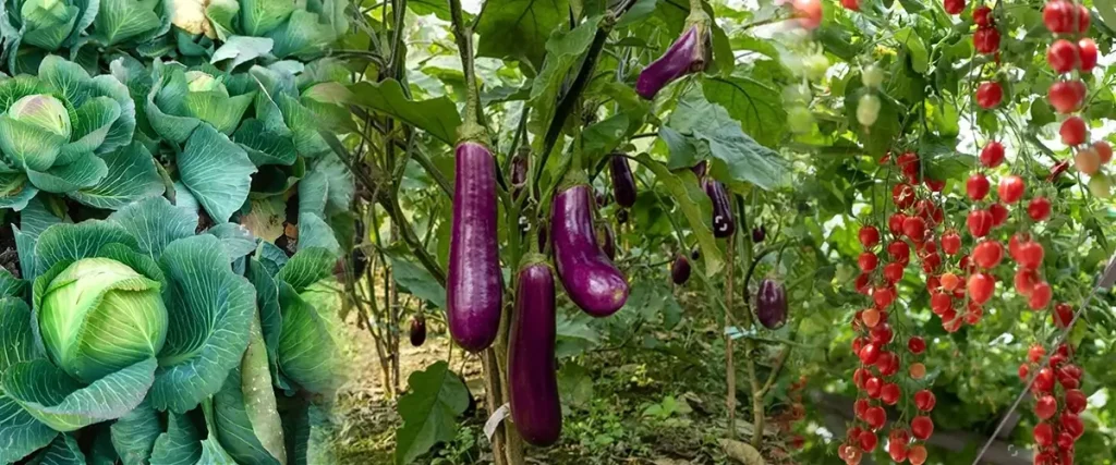 सब्जियों-की-खेती | Vegetable-Farming