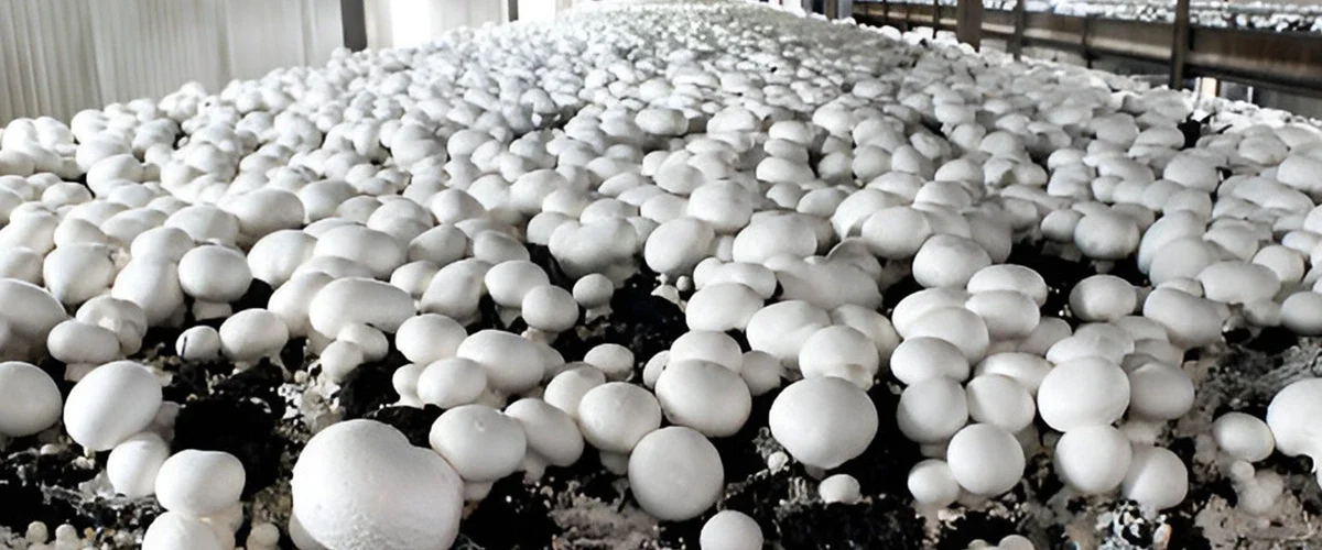 Button-Mushroom-farming