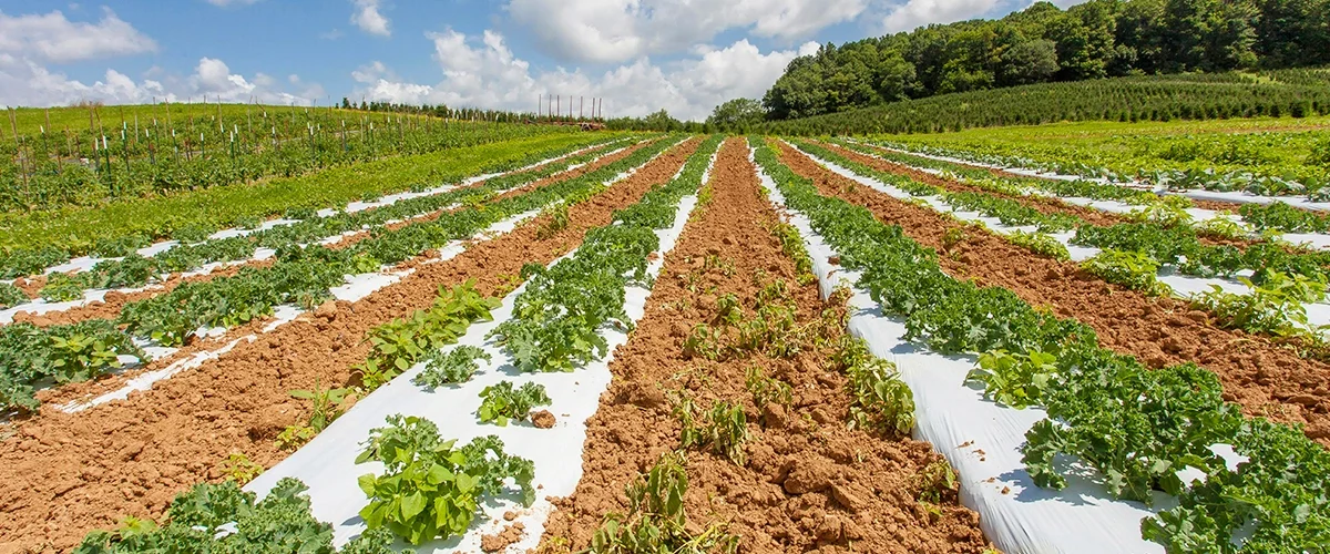 फसल-विविधता | Crop-Diversity