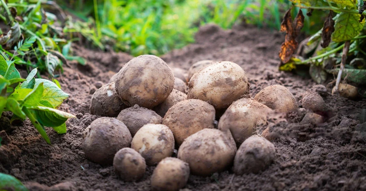 Potato-Farming-in-hindi