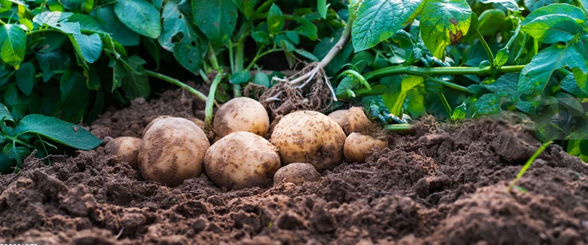 Potato-Farming-in-hindi