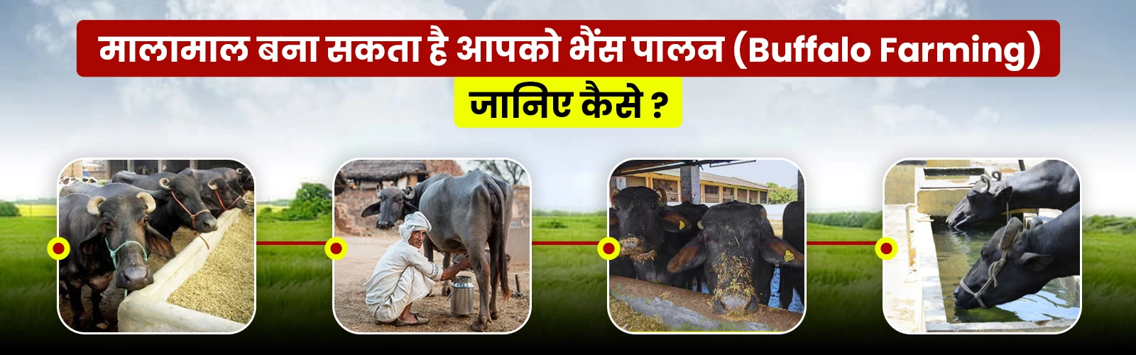 भैंस-पालन | Buffalo-farming