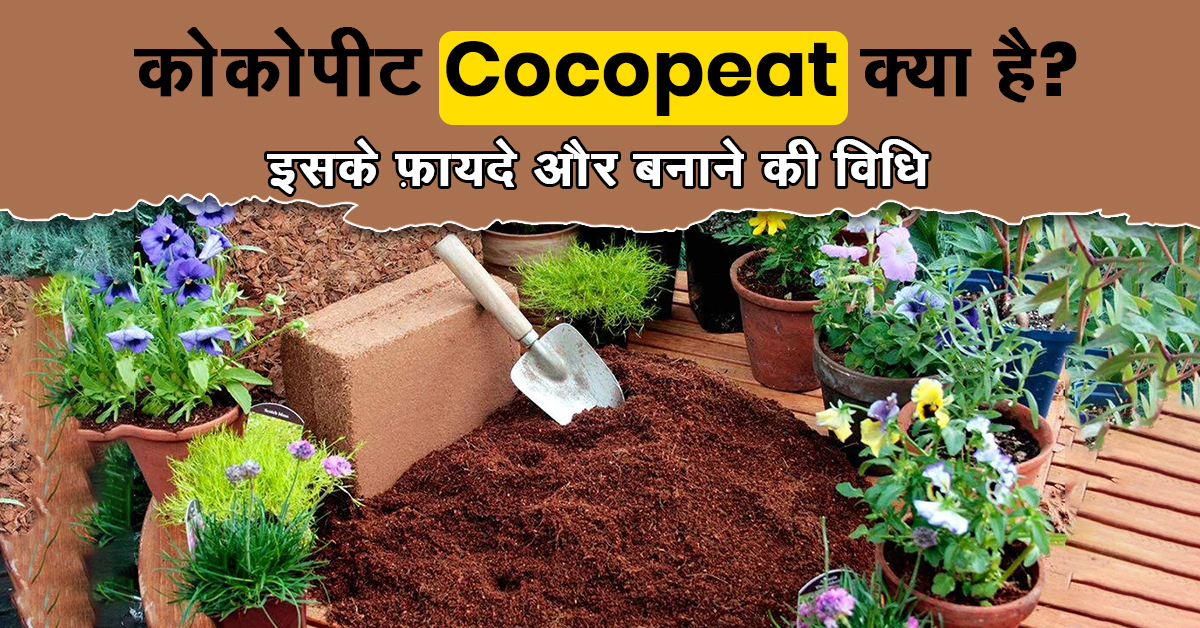 Benefits-of-coco-peat