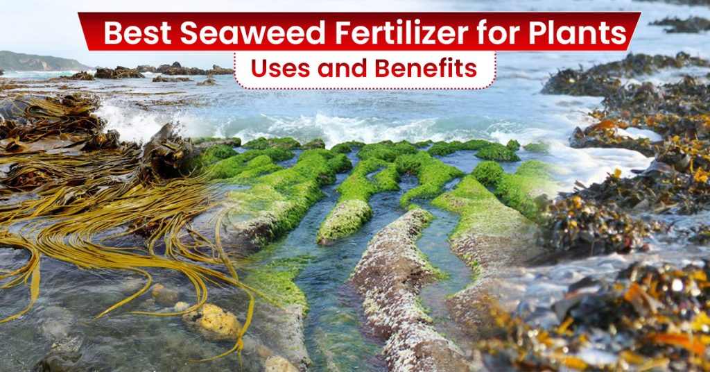 Best Seaweed Fertilizer