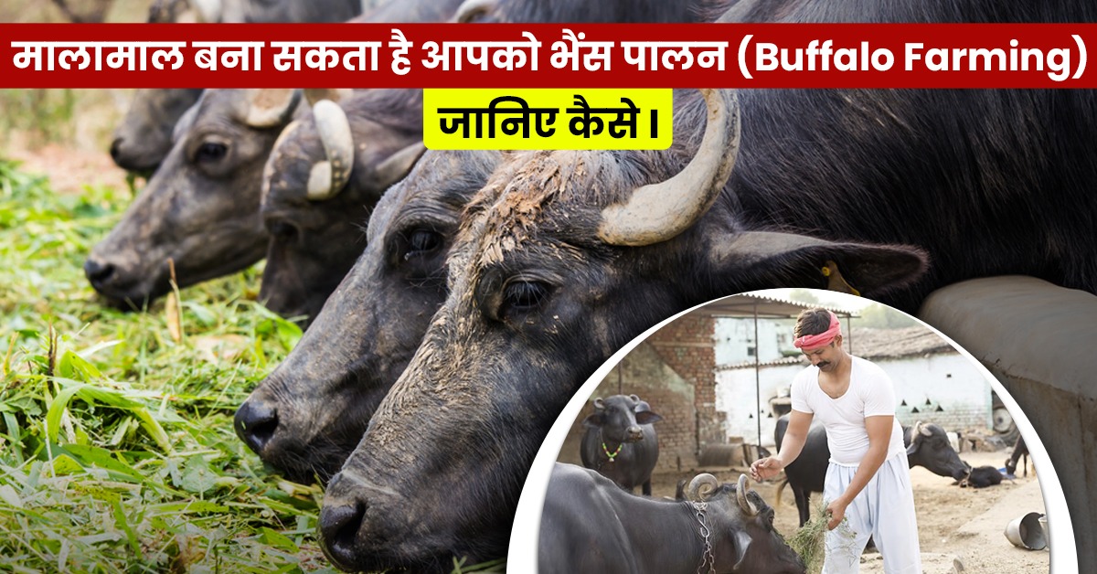 Buffalo-farming