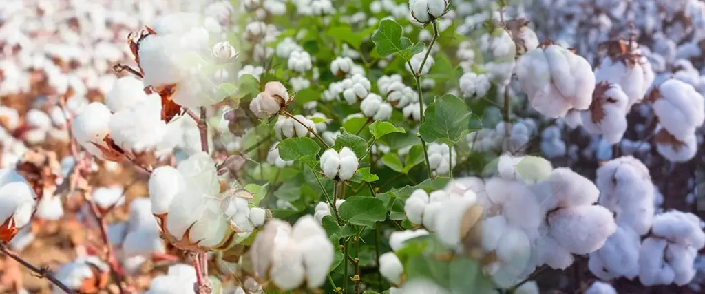 Cotton-farming