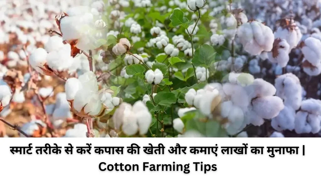 Cotton Farming Tips