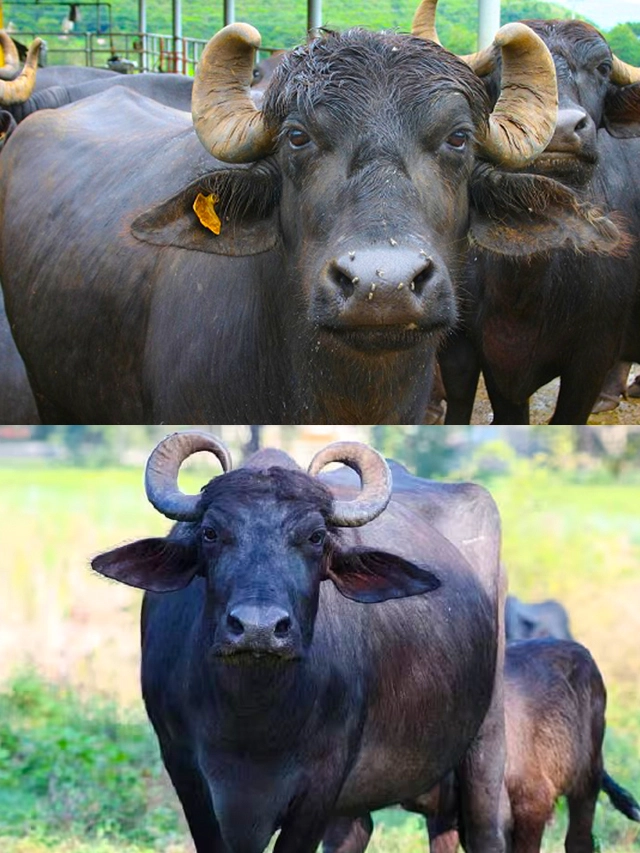 भैंस पालन | Buffalo Farming