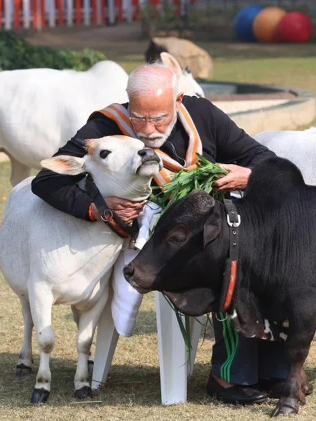 छुटकी गाय | Punganur Cow