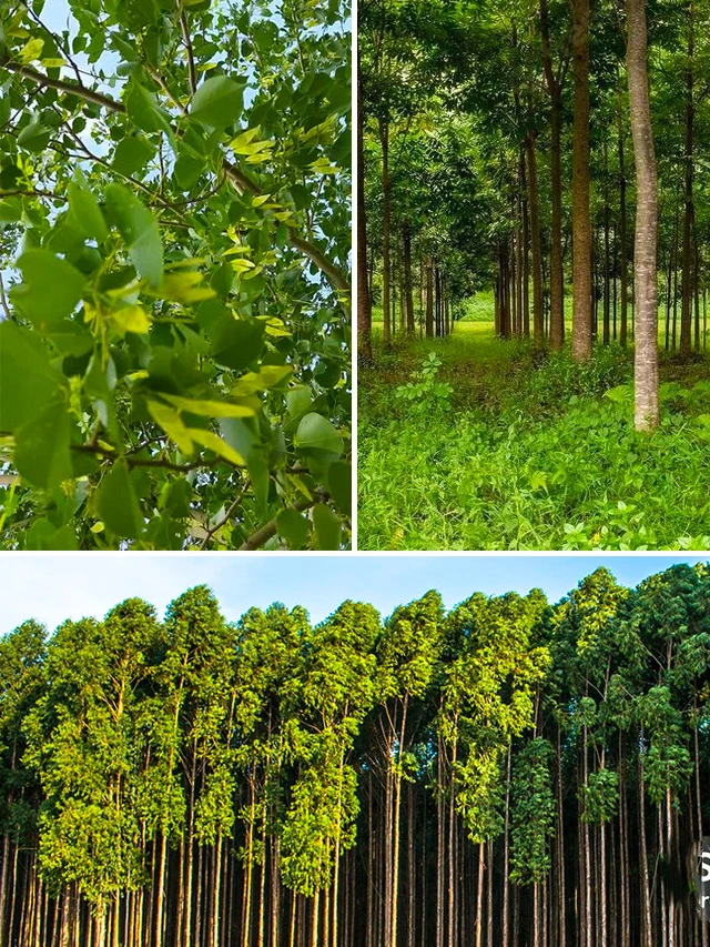 Tree Farming | पेड़ों की खेती