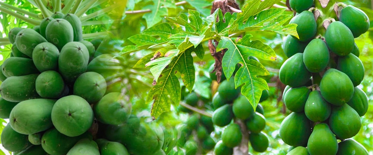 पपीते की खेती | papaya farming