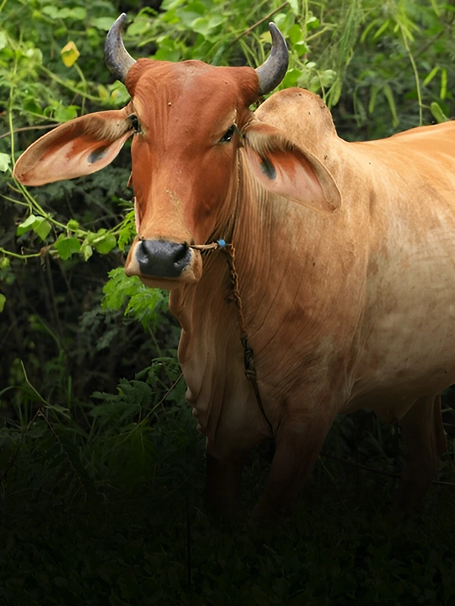 सर्दियों में दुधारू पशुओं के लिए लगाये ये चारे।