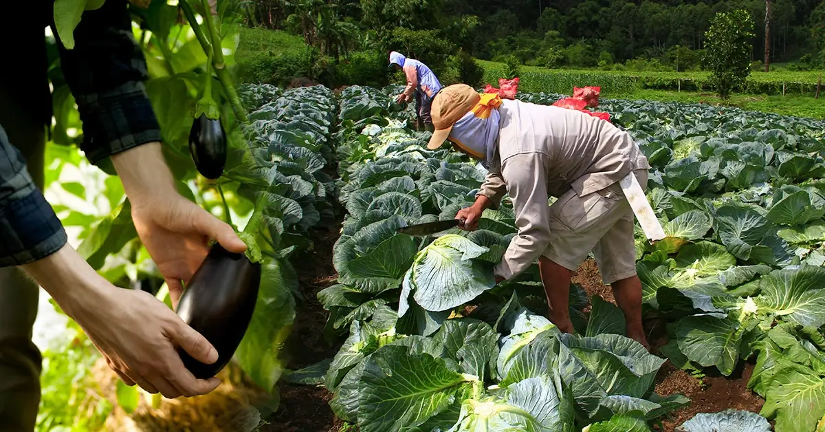 सब्जियों-की-खेती | Vegetable-Farming